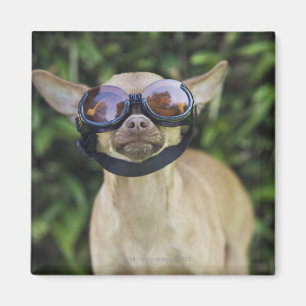Chihuahua wearing goggles magnet
