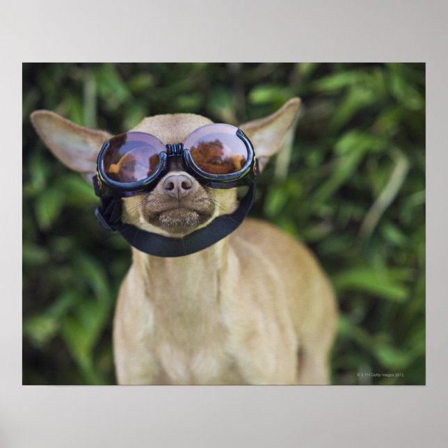 Chihuahua wearing goggles poster (Front)