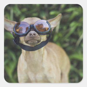 Chihuahua wearing goggles square sticker
