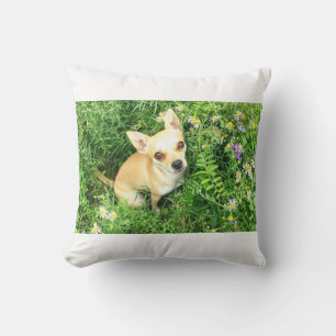 chihuahua white throw pillow. cushion