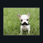 Chihuahua with Funny Moustache in Garden Postcard<br><div class="desc">Following the 'Tash trend,  this cute little fella wears his 'tash with pride!</div>