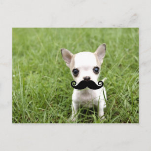 Chihuahua with Funny Moustache in Garden Postcard