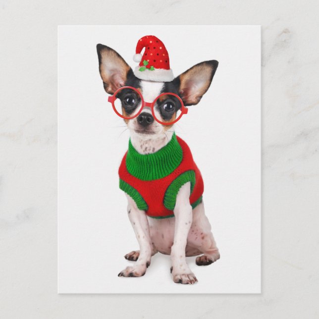 Chihuahua with Santa hat and glasses Holiday Postcard (Front)