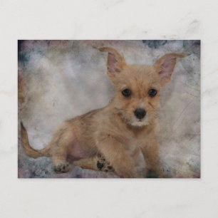 Chihuahua/Yorkie Puppie Postcard