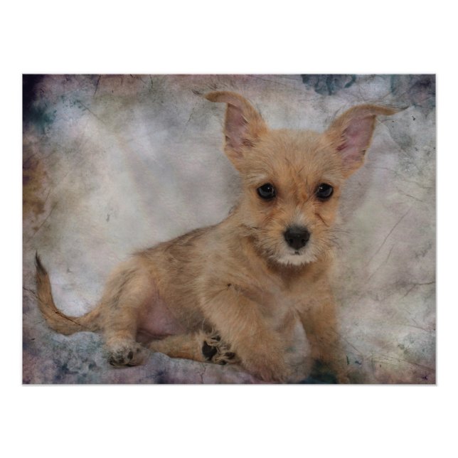 Chihuahua/Yorkie Puppy Photo Print (Front)
