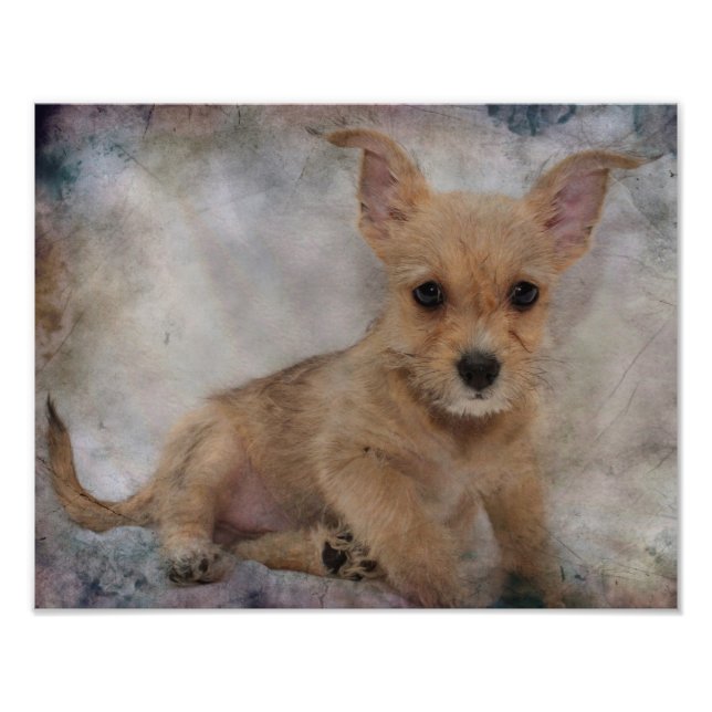 Chihuahua/Yorkie Puppy Photo Print (Front)