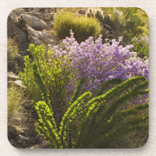 Chihuahuan desert plants in bloom coaster