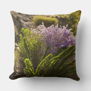 Chihuahuan desert plants in bloom cushion
