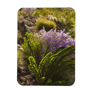 Chihuahuan desert plants in bloom magnet