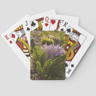 Chihuahuan desert plants in bloom playing cards