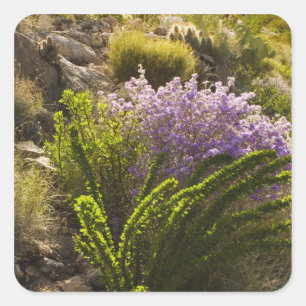 Chihuahuan desert plants in bloom square sticker