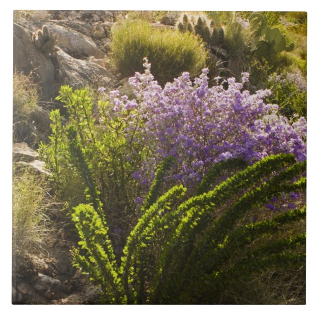 Chihuahuan desert plants in bloom tile (Front)