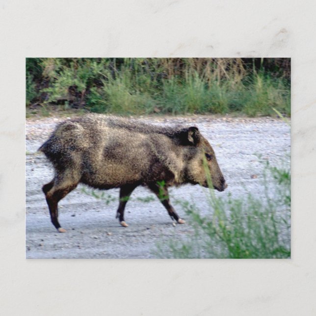 Chihuahuan Desert scene 10 javelina Postcard (Front)