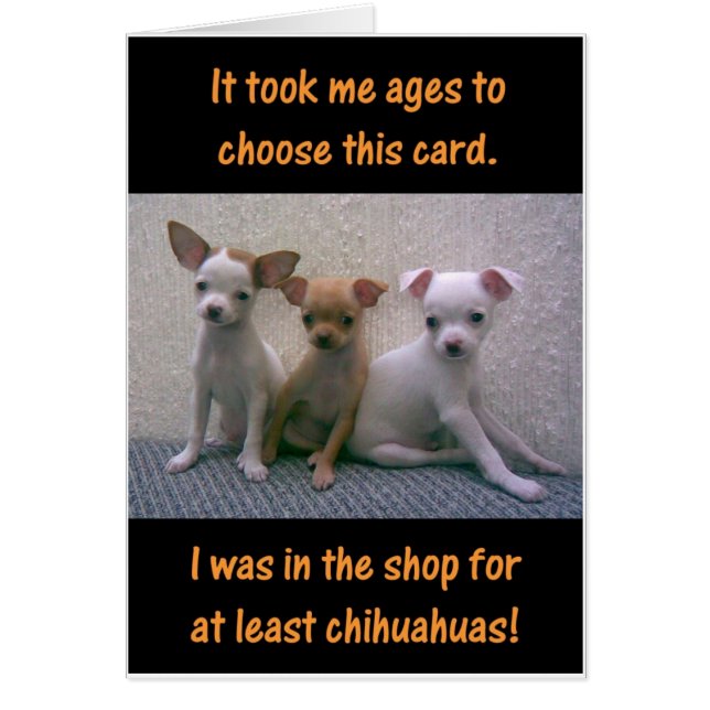 Chihuahuas (Front)