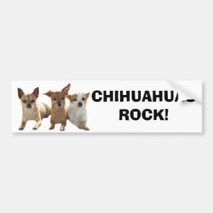 Chihuahuas Rock Bumper Sticker