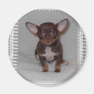 Chihuahua's Rule 1 Magnet