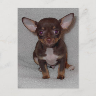 Chihuahua's Rule 1 Postcard