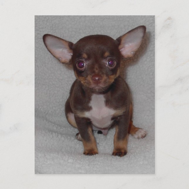 Chihuahua's Rule 1 Postcard (Front)