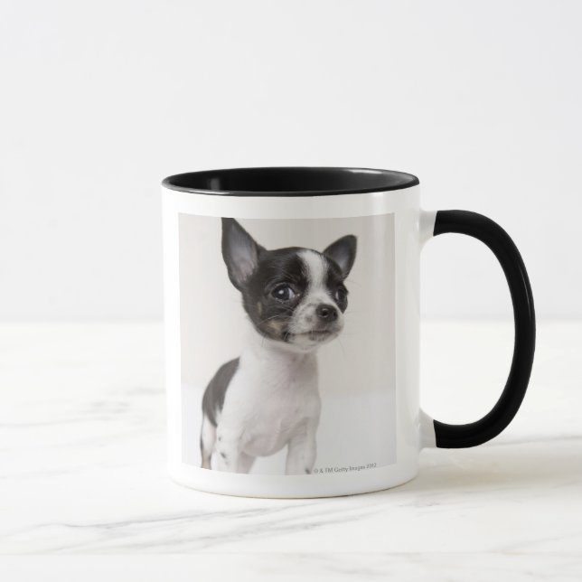 Chihuhua puppy standing on white fabric mug (Right)
