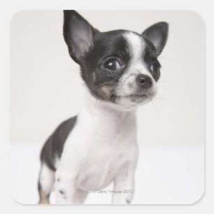 Chihuhua puppy standing on white fabric square sticker