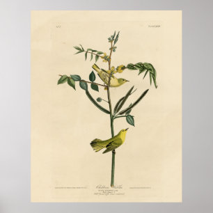 Children's Warbler from Audubon's Birds of America Poster