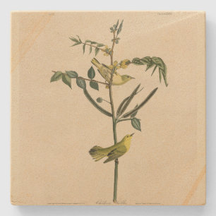 Children's Warbler from Audubon's Birds of America Stone Coaster