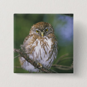 Chile, Aysen. Juvenile Autral Pygmy Owl 15 Cm Square Badge
