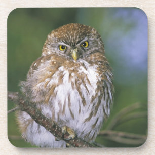 Chile, Aysen. Juvenile Autral Pygmy Owl Coaster