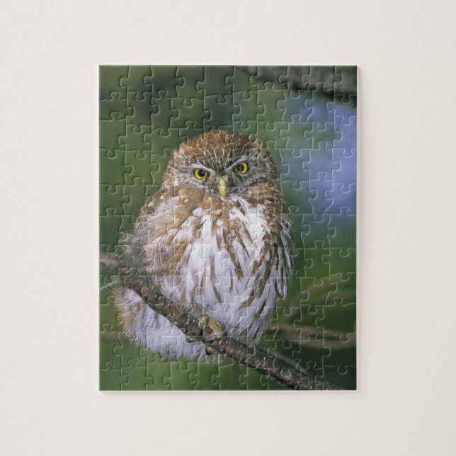 Chile, Aysen. Juvenile Autral Pygmy Owl Jigsaw Puzzle (Vertical)