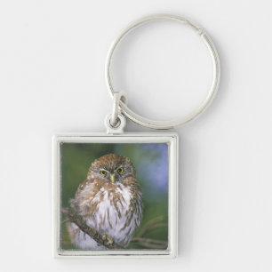 Chile, Aysen. Juvenile Autral Pygmy Owl Key Ring
