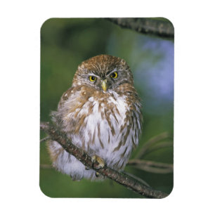 Chile, Aysen. Juvenile Autral Pygmy Owl Magnet