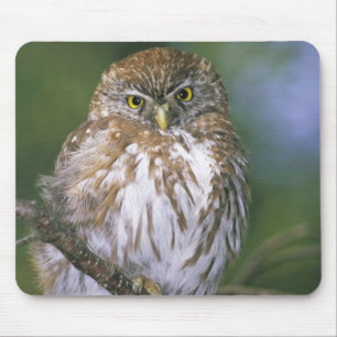 Chile, Aysen. Juvenile Autral Pygmy Owl Mouse Pad
