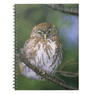 Chile, Aysen. Juvenile Autral Pygmy Owl Notebook