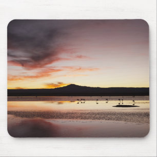 Chilean Flamingo Mouse Pad