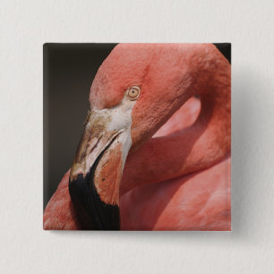 Chilean Flamingo, Phoenicopterus chilensis 15 Cm Square Badge