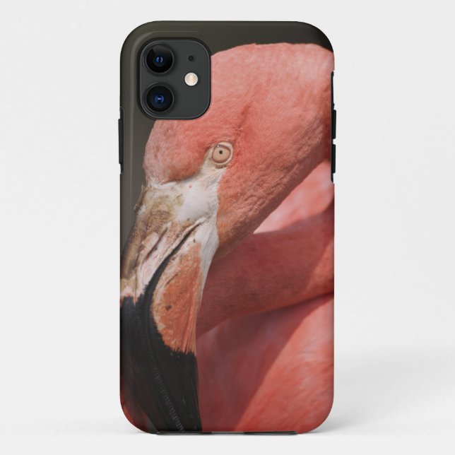 Chilean Flamingo, Phoenicopterus chilensis Case-Mate iPhone Case (Back)
