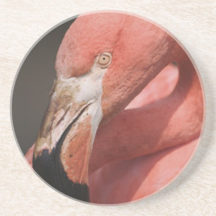 Chilean Flamingo, Phoenicopterus chilensis Coaster