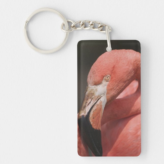 Chilean Flamingo, Phoenicopterus chilensis Key Ring (Front)