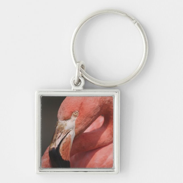 Chilean Flamingo, Phoenicopterus chilensis Key Ring (Front)