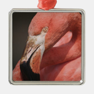 Chilean Flamingo, Phoenicopterus chilensis Metal Ornament