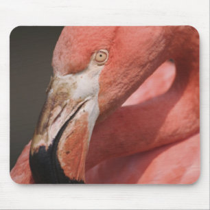 Chilean Flamingo, Phoenicopterus chilensis Mouse Pad