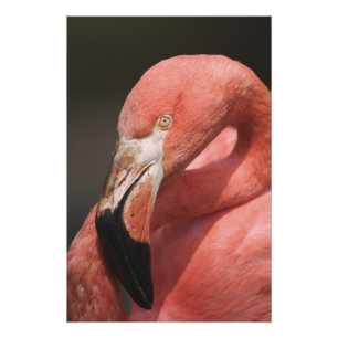 Chilean Flamingo, Phoenicopterus chilensis Photo Print