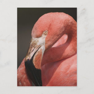 Chilean Flamingo, Phoenicopterus chilensis Postcard