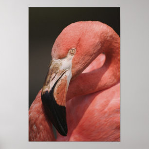Chilean Flamingo, Phoenicopterus chilensis Poster