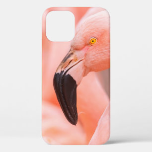 Chilean flamingo (Phoenicopterus chilensis), with  iPhone 12 Case
