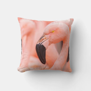 Chilean flamingo (Phoenicopterus chilensis), with Cushion