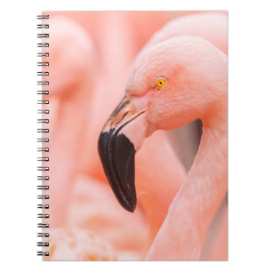 Chilean flamingo (Phoenicopterus chilensis), with Notebook