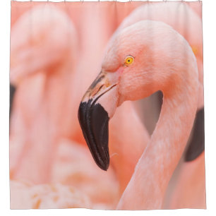 Chilean flamingo (Phoenicopterus chilensis), with Shower Curtain