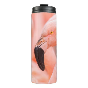 Chilean flamingo (Phoenicopterus chilensis), with Thermal Tumbler