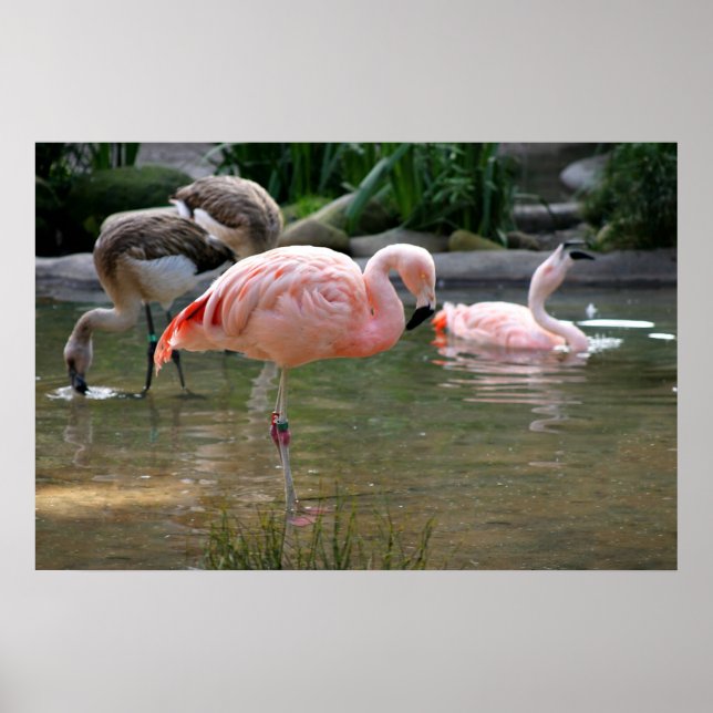 Chilean Flamingo Poster (Front)
